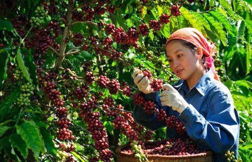 Werbung für Kaffee aus Buôn Ma Thuột (6)